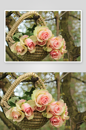 浪漫玫瑰花美丽花瓣素材大图唯美花卉图片