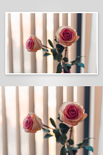 浪漫玫瑰花美丽花瓣素材大图唯美花卉图片
