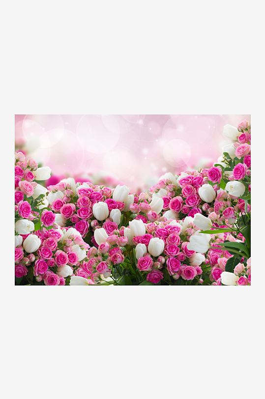 浪漫玫瑰花美丽花瓣素材大图唯美花卉