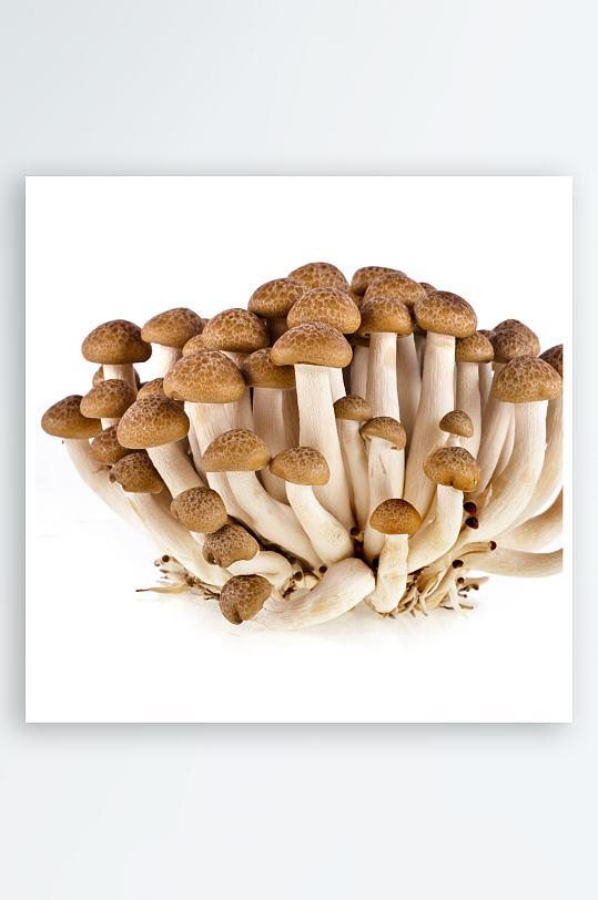 高清美食菜品菜谱蘑菇香菇JPG图片素材