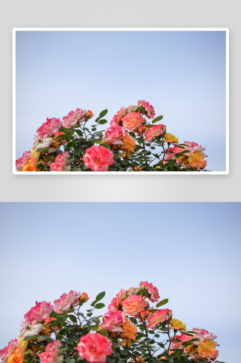 一束月季花图片高清素材素材