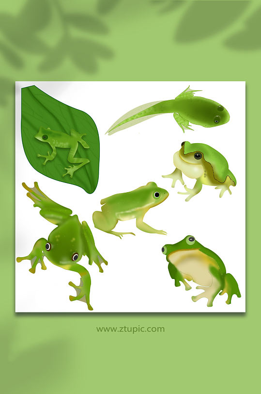 写实青蛙动物插画元素