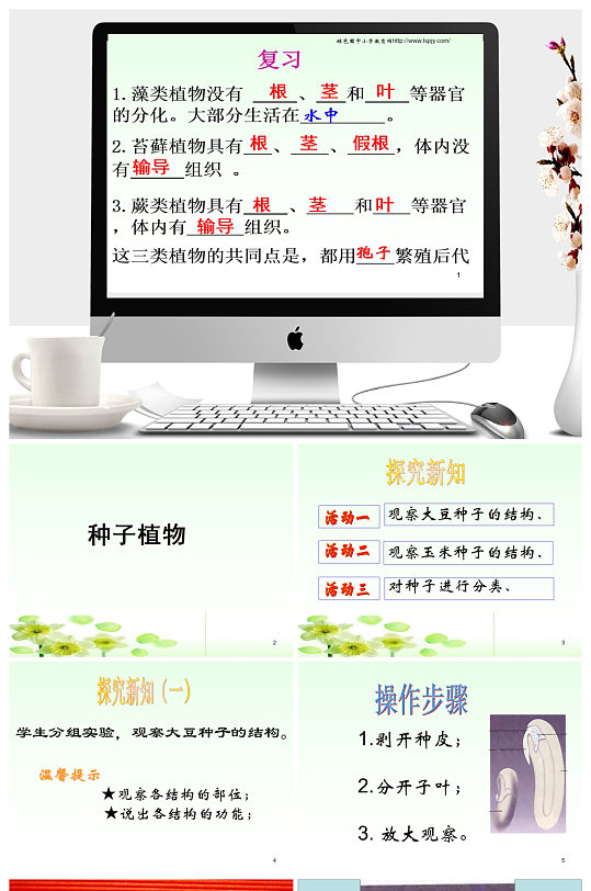 植物的种子ppt课件