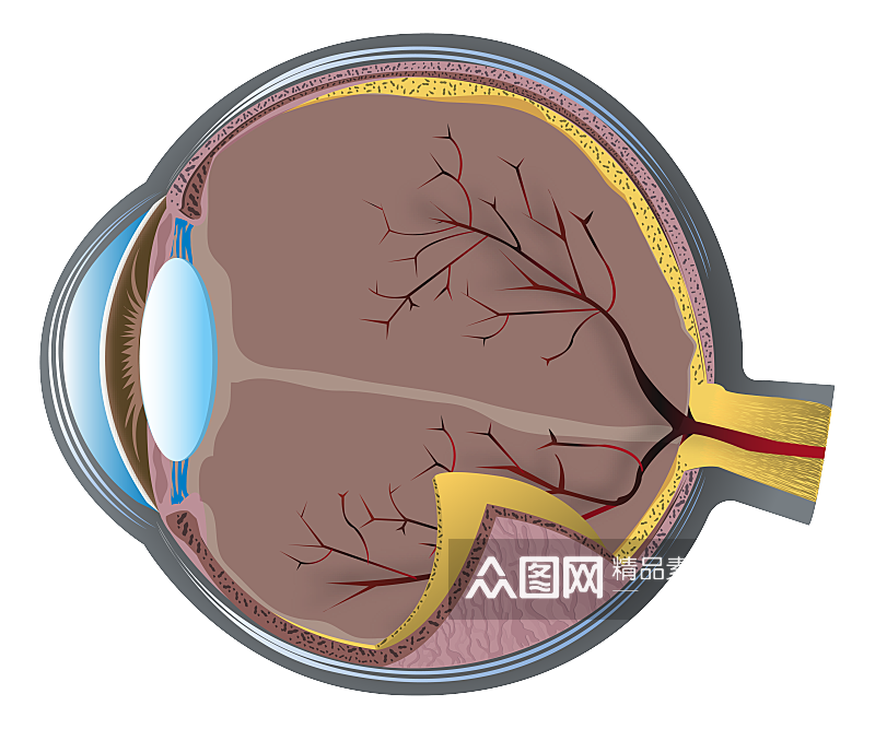 眼球剖面图插画元素设计元素素材