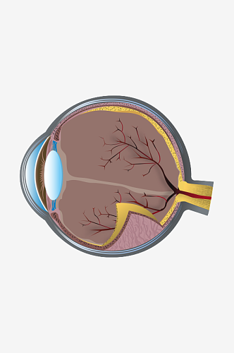 眼球剖面图插画元素设计元素