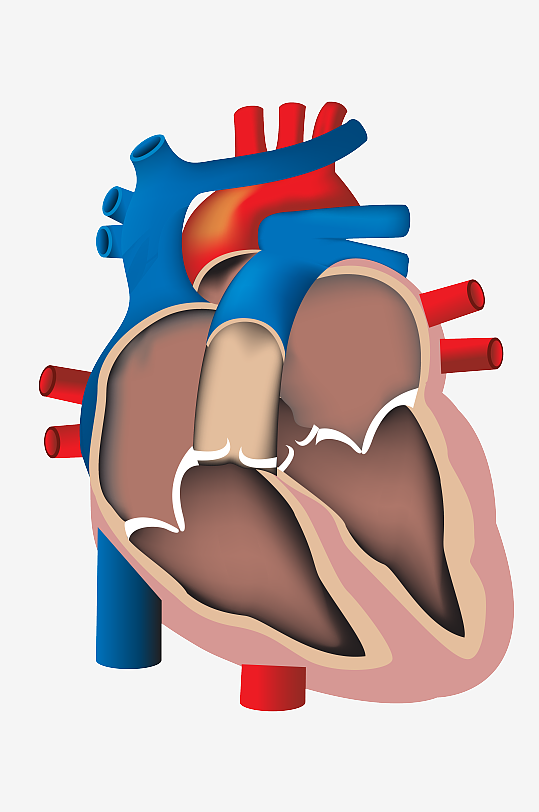 卡通人体心脏剖面图