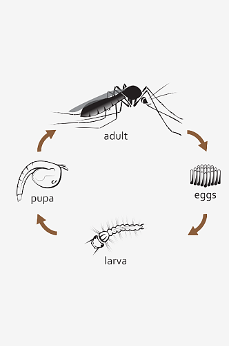 卡通蚊子成长过程