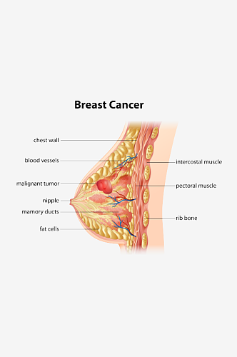 乳房结构医学名称插画元素设计元素