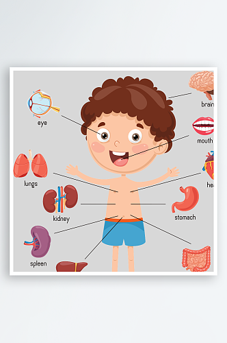 身体的器官分布插画元素设计元素