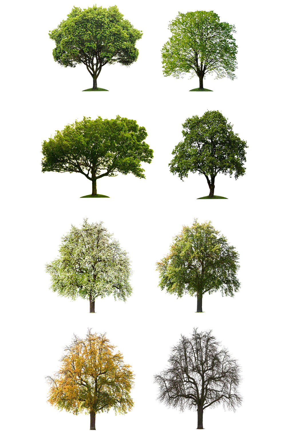 春天免抠绿色树木素材