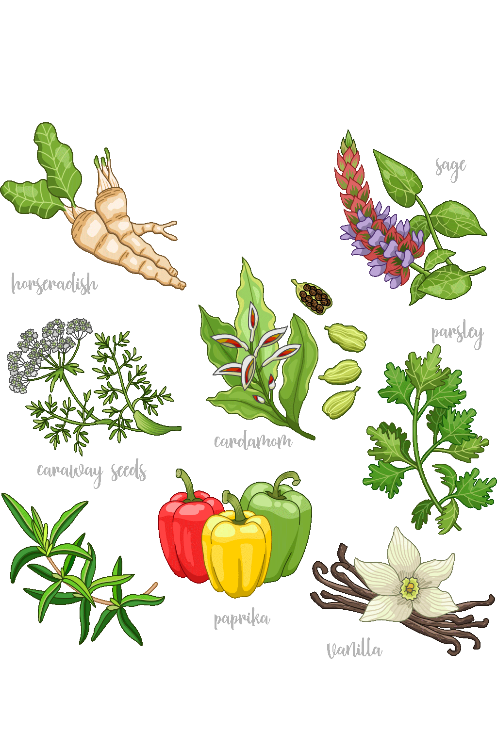 彩绘香料设计矢量素材