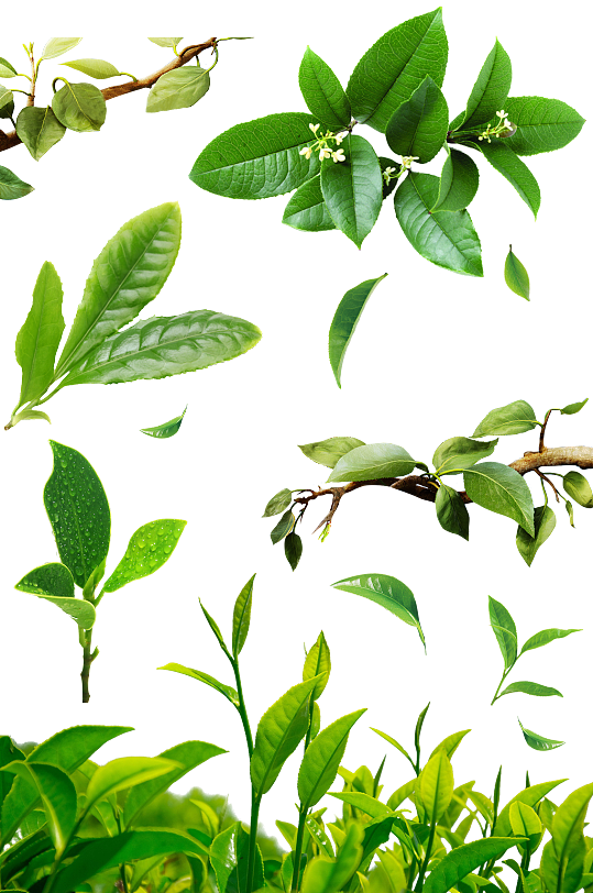 茶树枝茶叶新鲜绿茶健康有机免抠素材