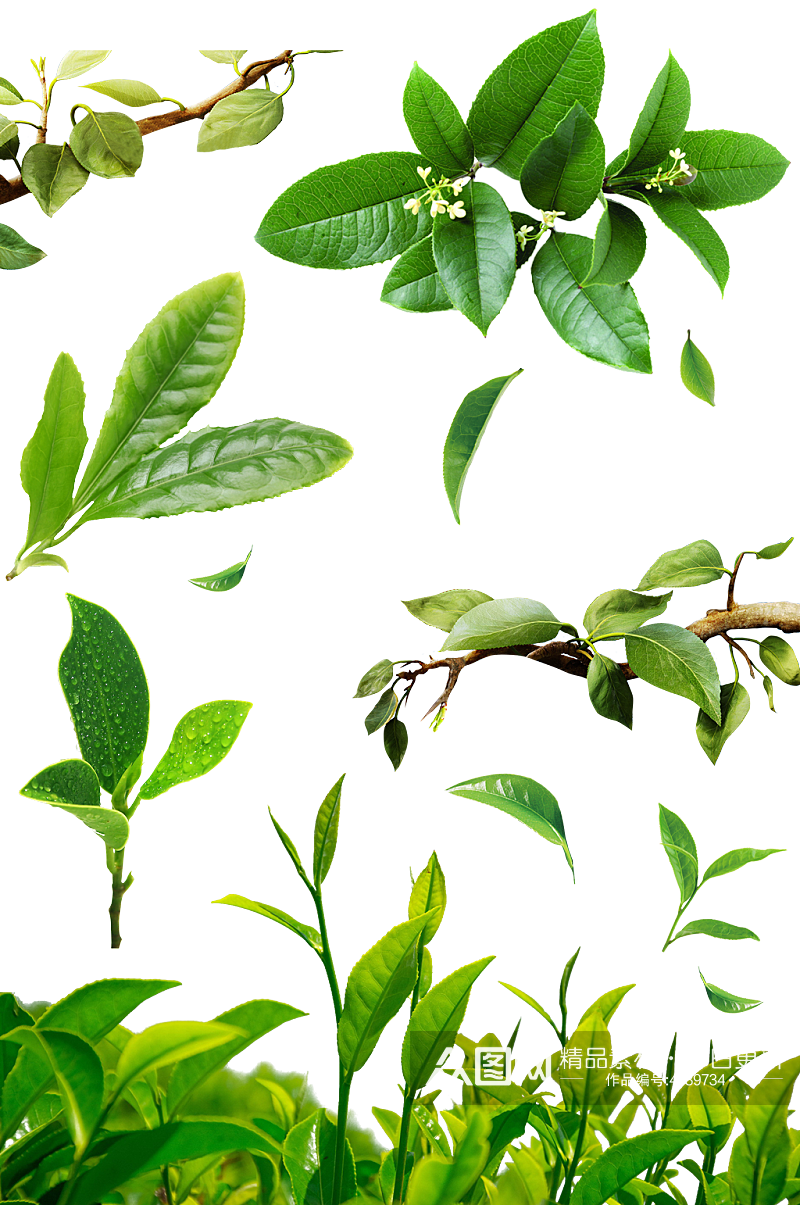 茶树枝茶叶新鲜绿茶健康有机免抠素材素材