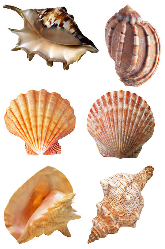 贝壳海螺扇贝海洋沙滩素材元素