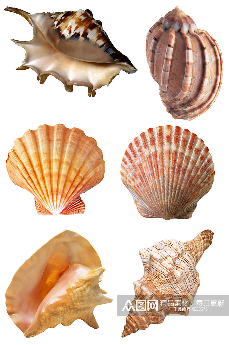 贝壳海螺扇贝海洋沙滩素材元素素材