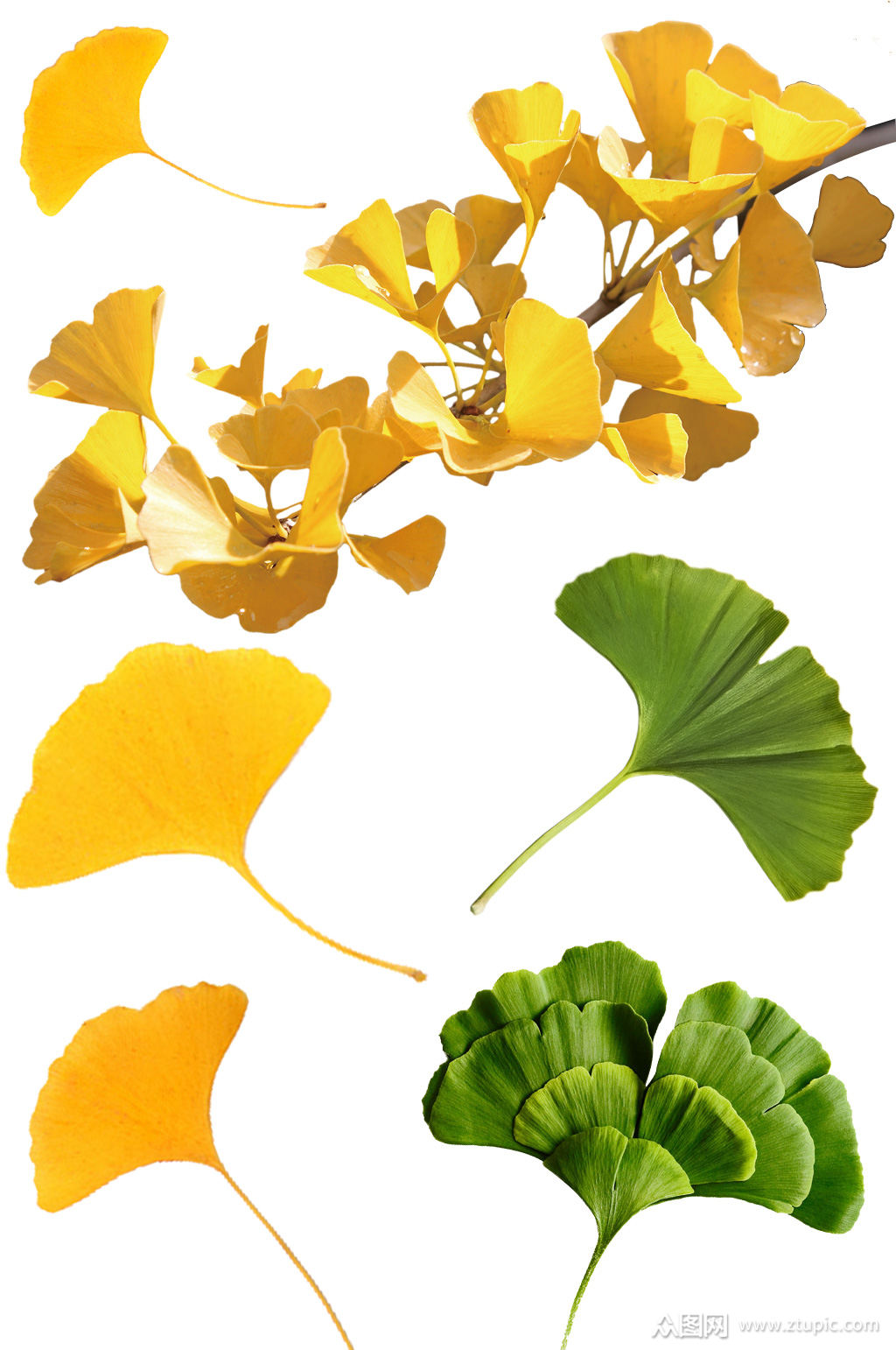 绿色金黄色银杏叶银杏枝落叶png免抠素材素材