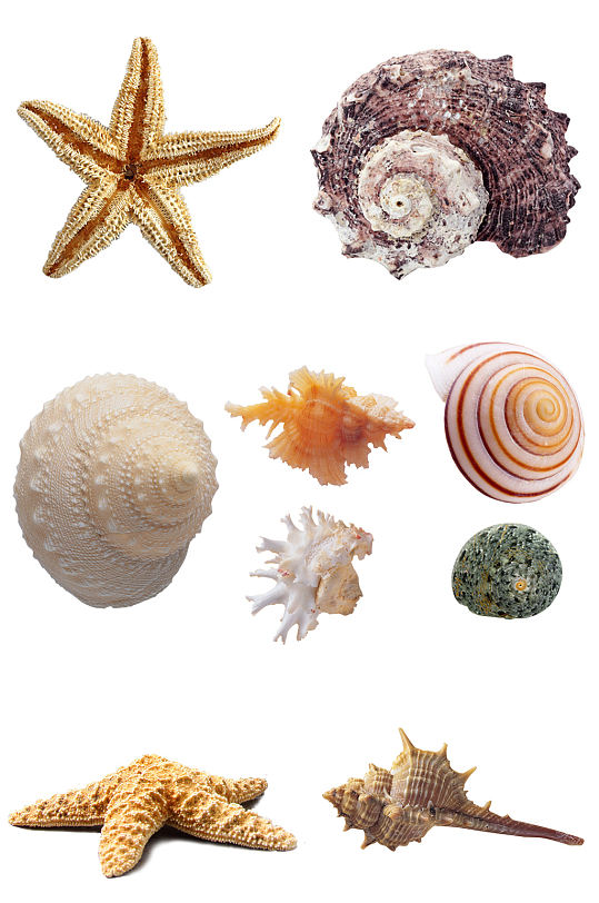 贝壳海螺海星海洋沙滩素材元素