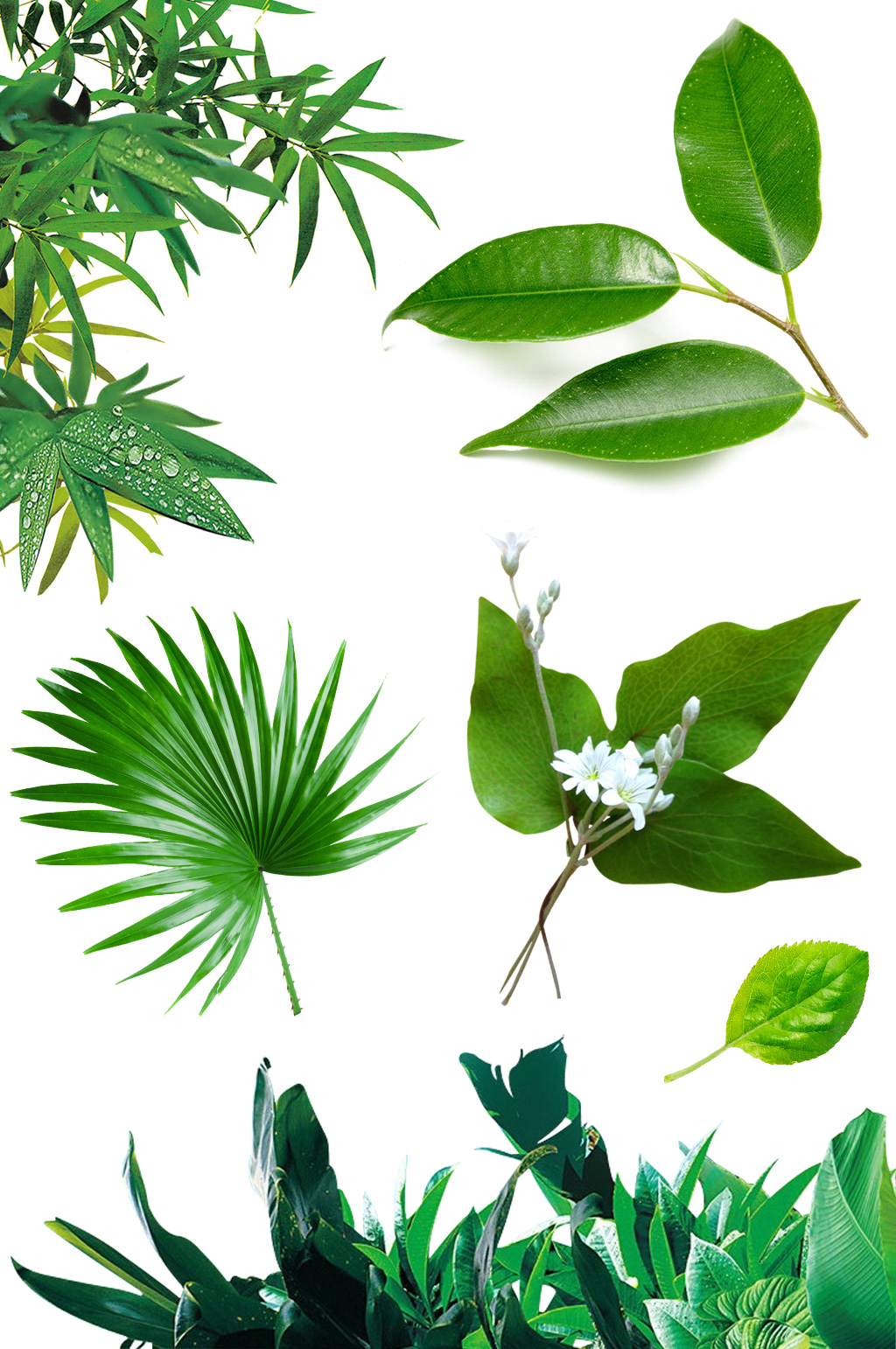 春夏上新绿色植物叶子元素素材素材