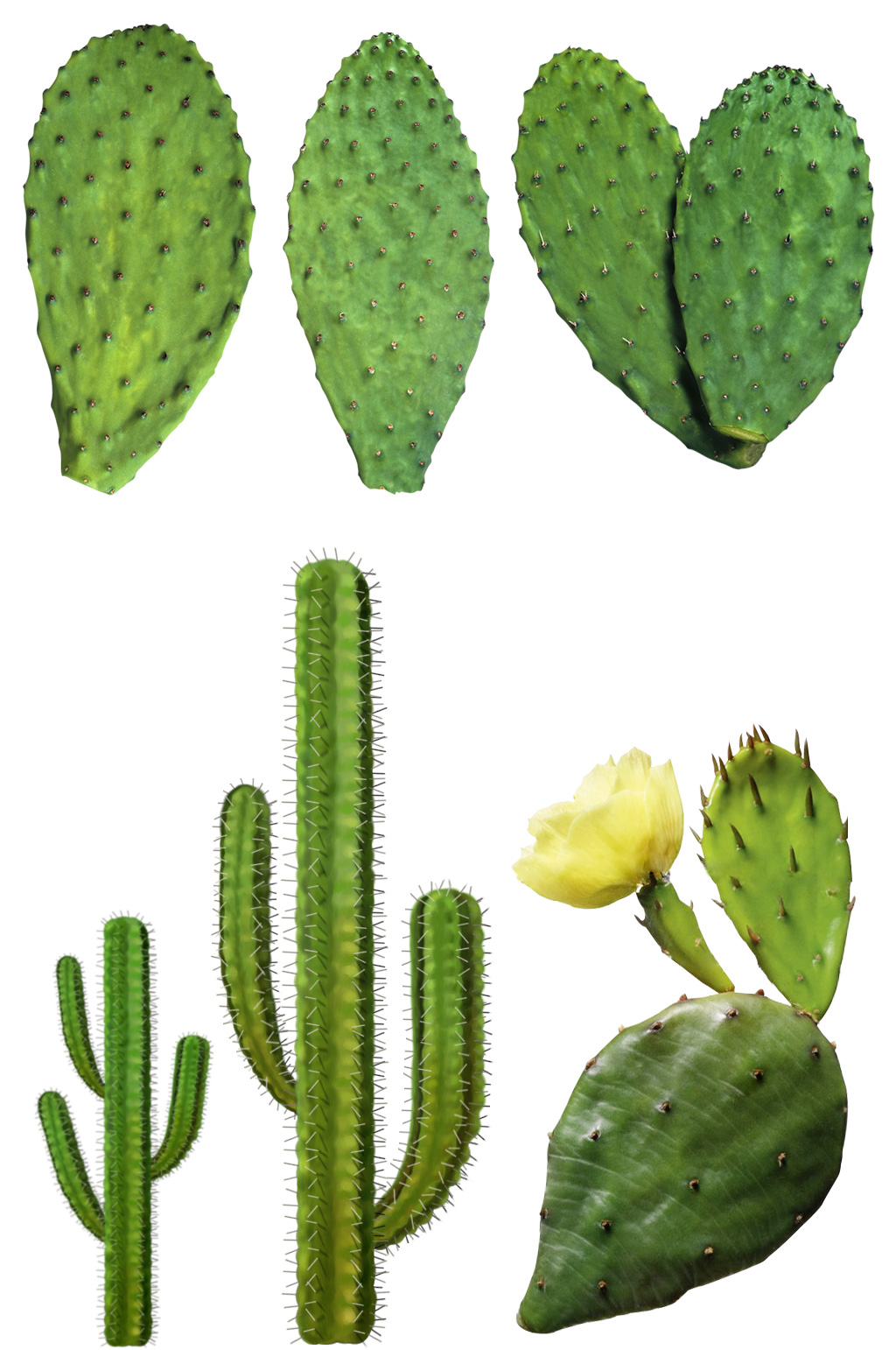 仙人掌绿植仙人掌开花png素材