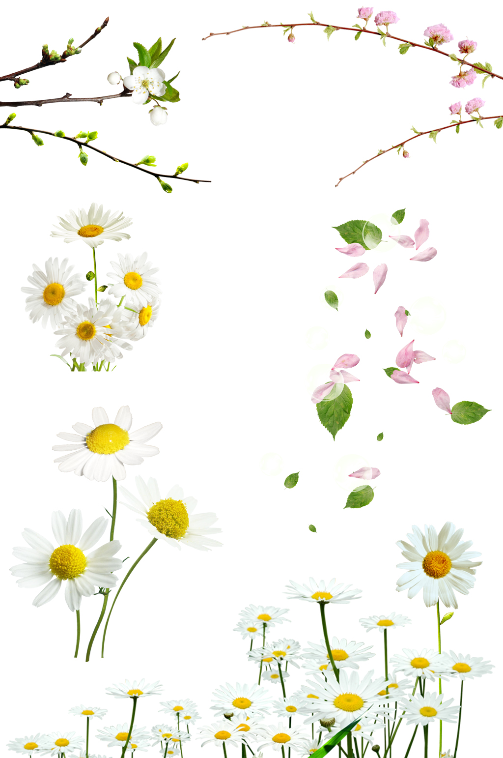 春暖花开花苞叶子小雏菊樱花素材
