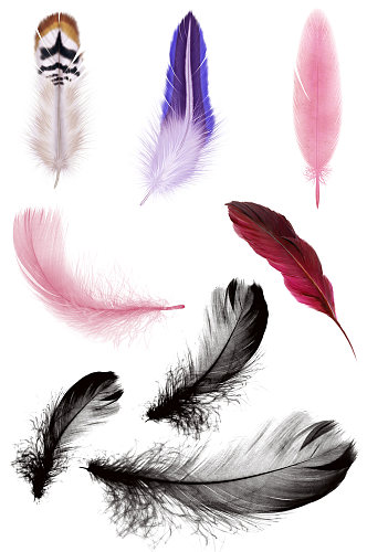 彩色羽毛粉色黑色免抠羽毛素材元素