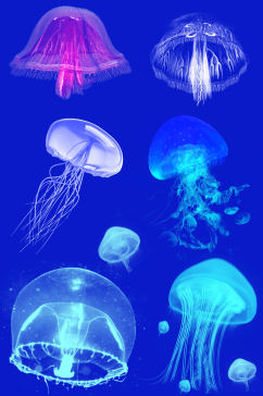 水生物水母免抠素材元素