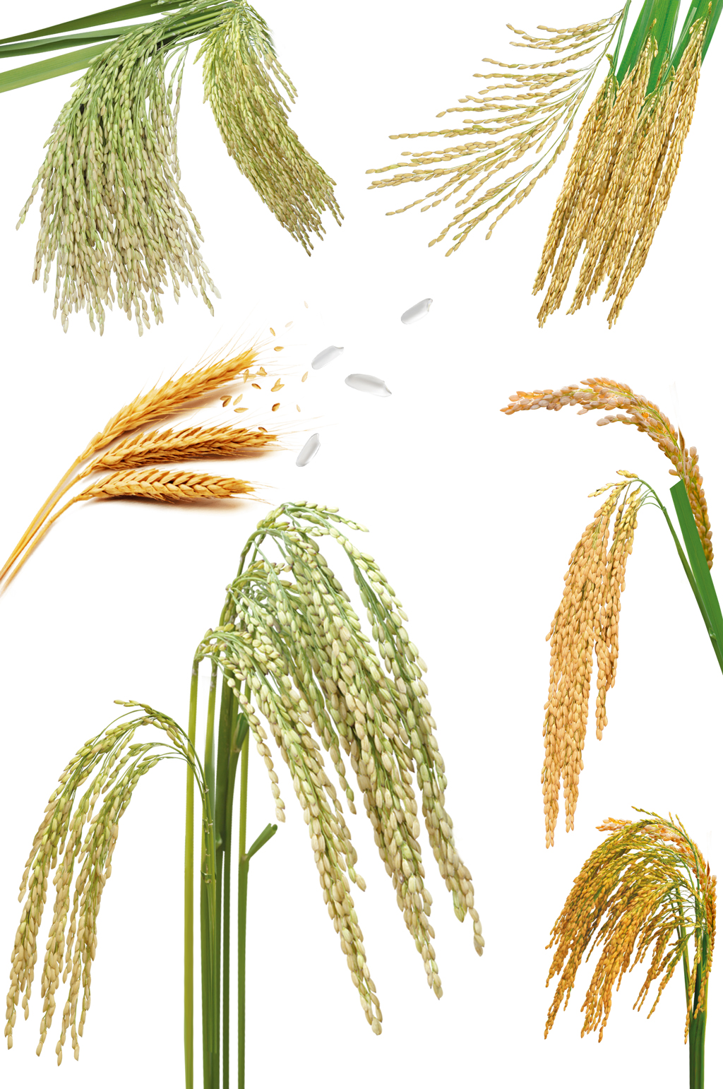稻米稻子水稻免抠素材元素