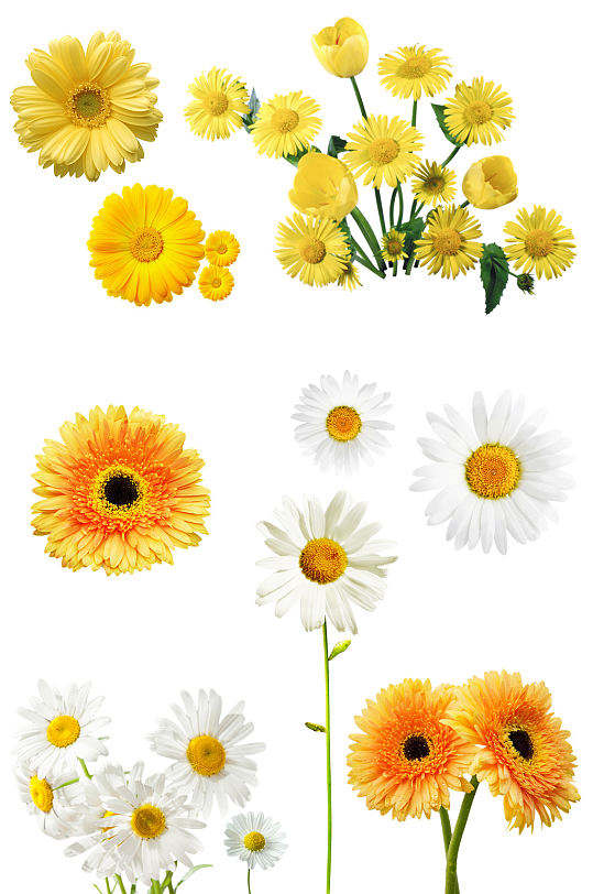 鲜花小雏菊免抠素材元素