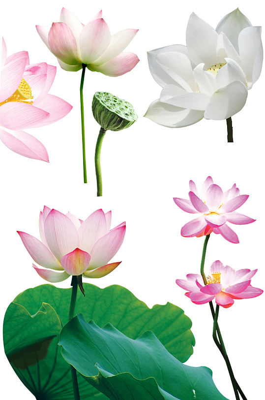 荷花荷叶莲蓬免抠素材