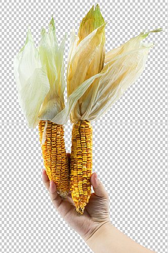 老玉米苞谷五谷杂粮摄影图片PNG免抠元素