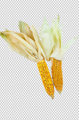 老玉米五谷杂粮摄影图片PNG免抠元素