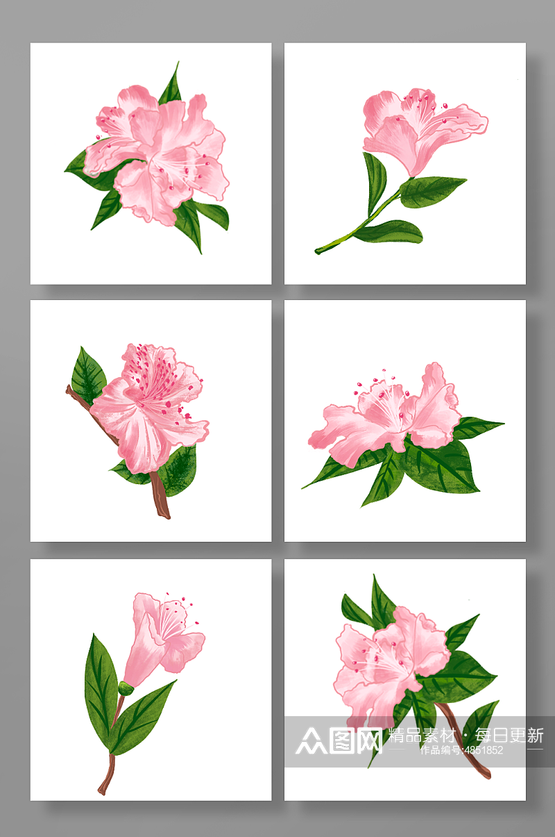 手绘杜鹃花花卉元素插画粉色花小清新杜鹃素材