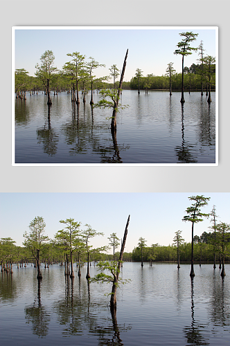 池塘自然风景摄影图片