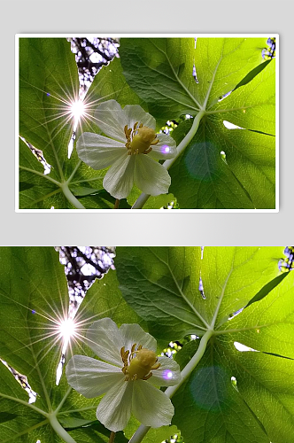 花卉风景摄影植物清新摄影图