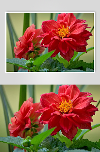 花卉风景摄影植物摄影图