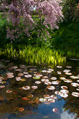 池塘自然风景摄影图