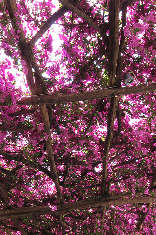 紫色花卉自然风景摄影图