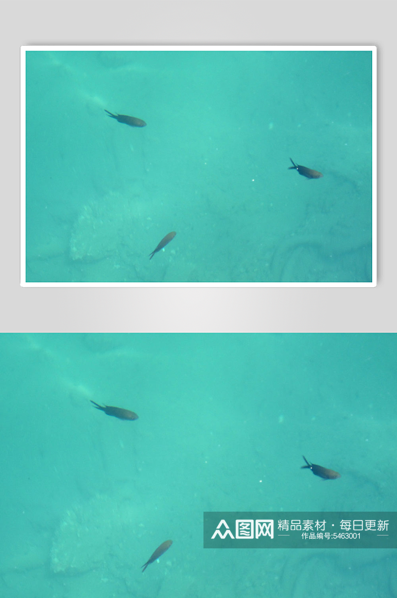 海洋鱼类自然风景摄影图素材