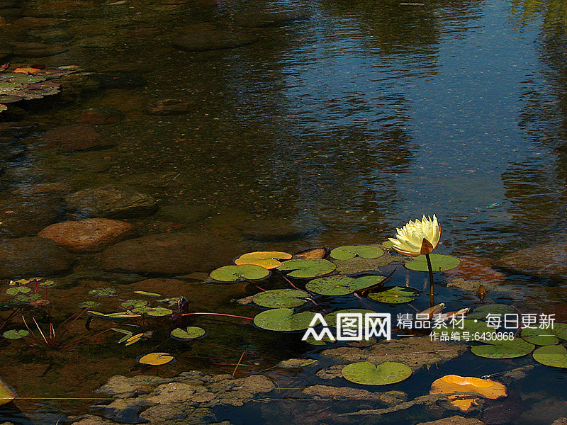 自然风光红色花卉鲜花绿植风景摄影图片素材