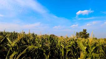 4k实拍蓝天下农村大片的玉米地苞米地-众图网