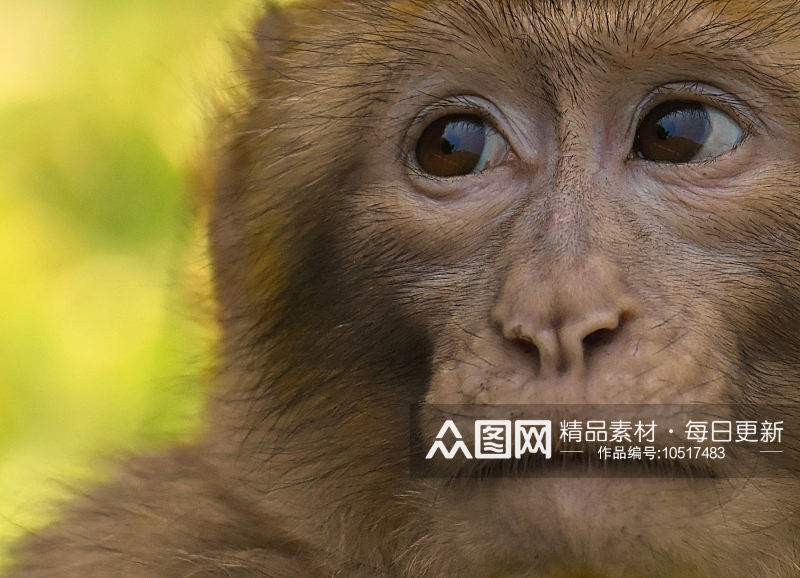 猴子野生动物高清图摄影素材