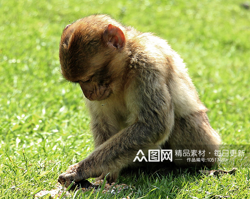 猴子野生动物高清图摄影素材