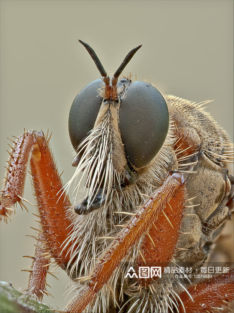 户外昆虫动物高清图摄影摄影素材