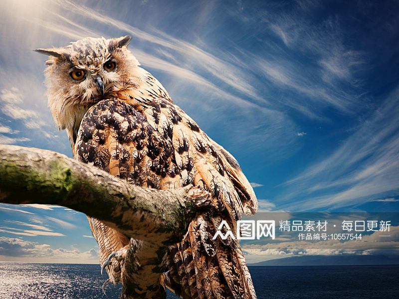 老鹰野生动物高清图摄影图素材
