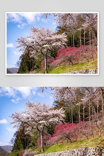 自然风光红色花蕊鲜花绿植风景摄影图片
