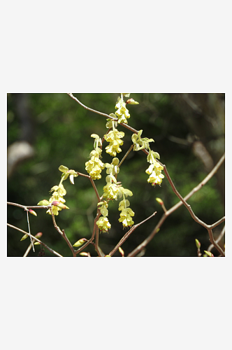 自然风光红色花蕊鲜花绿植风