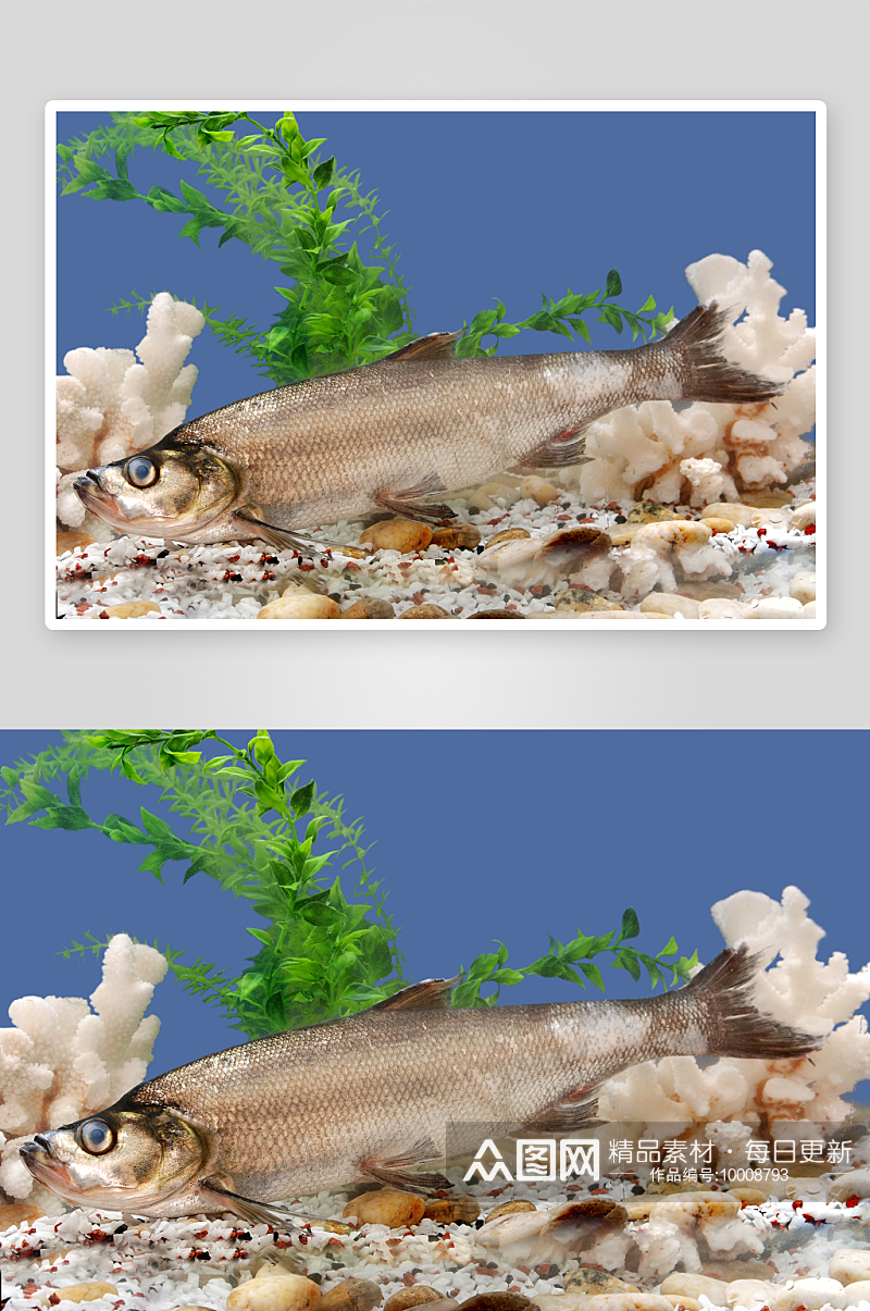 海参海鲜美食高清图摄影图素材