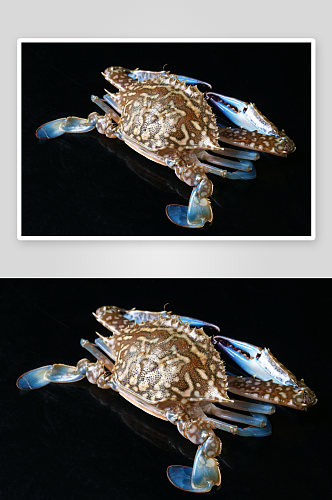 生猛海鲜兰花蟹高清摄影图