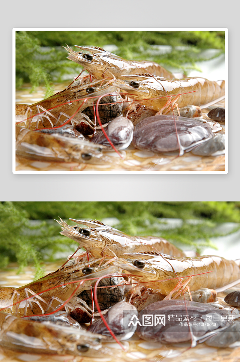 基尾虾高清摄影图素材