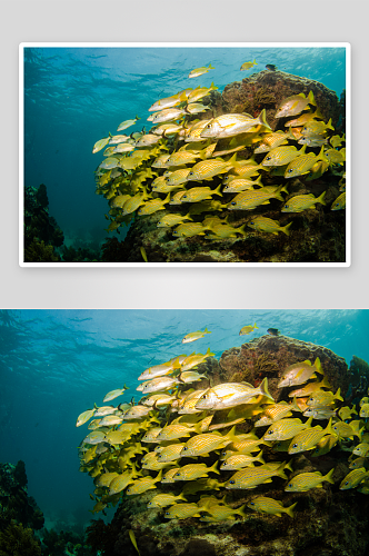 海底世界自然风景高清图摄影图